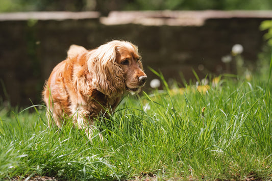 Hund läuft durch hohes Gras in einer typischen Zeckenumgebung in Ostwestfalen-Lippe