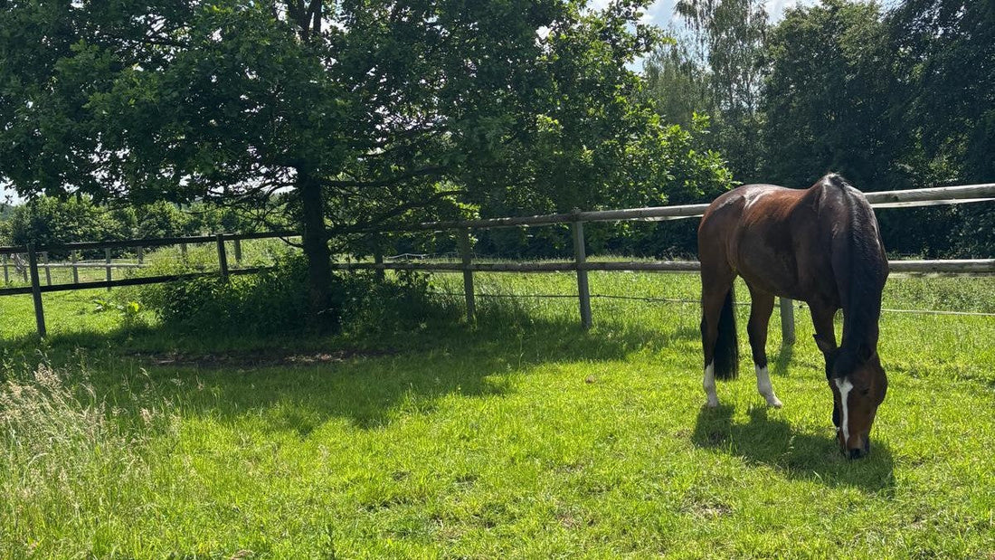 Hufrehe beim Pferd im Sommer: Warum Hitze und Trockenheit das Risiko erhöhen – und wie du dein Pferd schützt