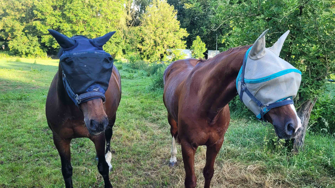 Zwei Pferde tragen Fliegenmasken auf der Weide und schützen Augen sowie Ohren vor Fliegen, Bremsen und Kriebelmücken im Sommer.