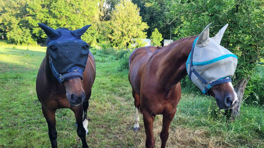 Zwei Pferde tragen Fliegenmasken auf der Weide und schützen Augen sowie Ohren vor Fliegen, Bremsen und Kriebelmücken im Sommer.