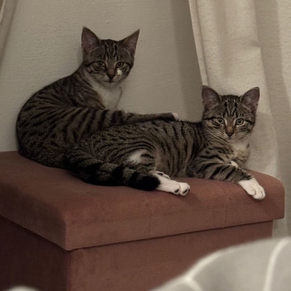 Katzenfutter