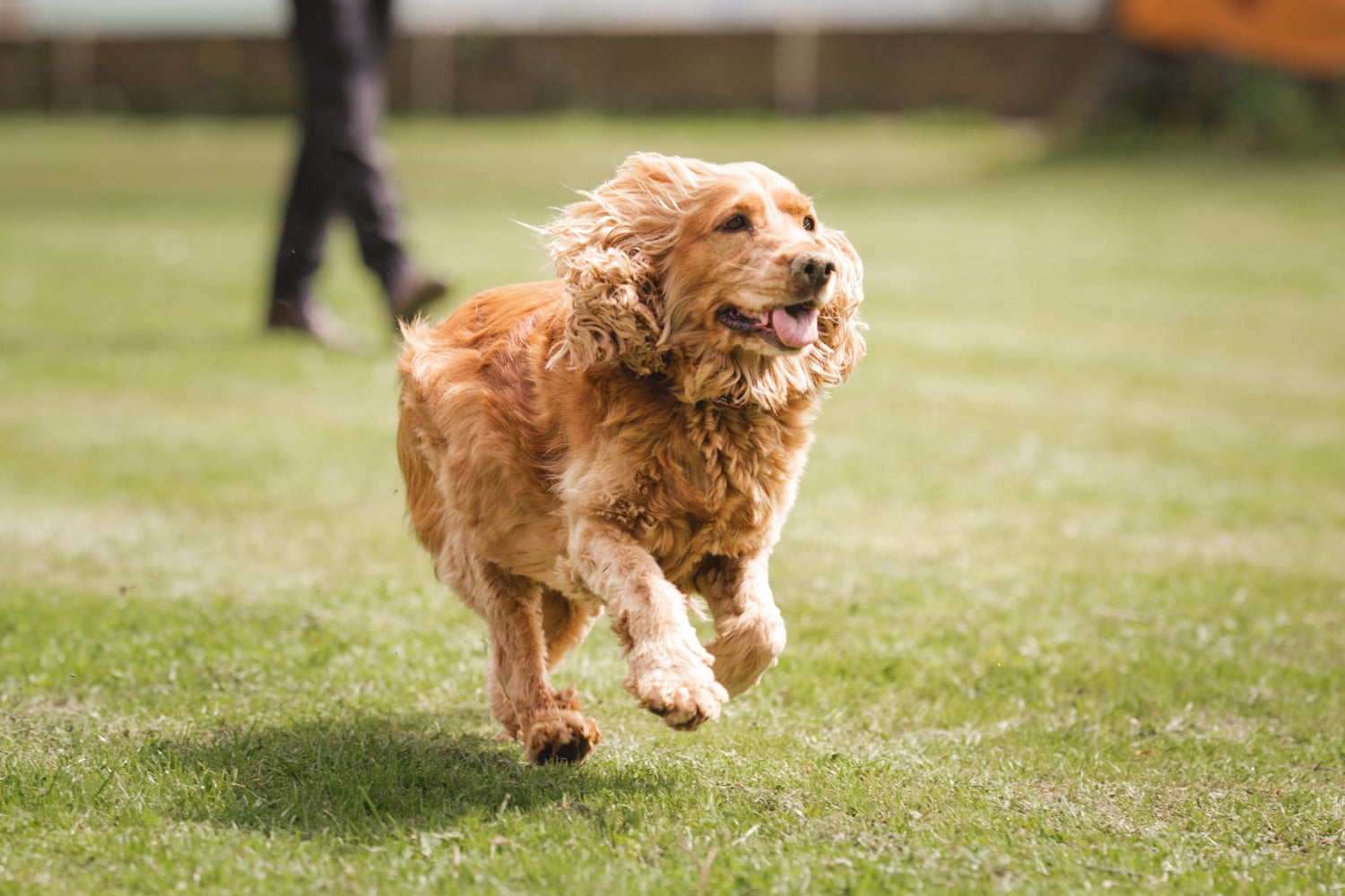 Hunde